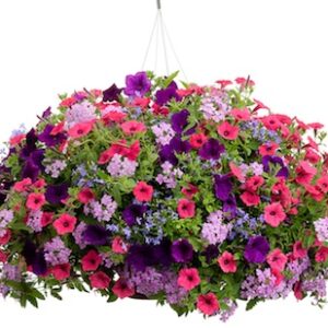 Flower Basket Sponsorship